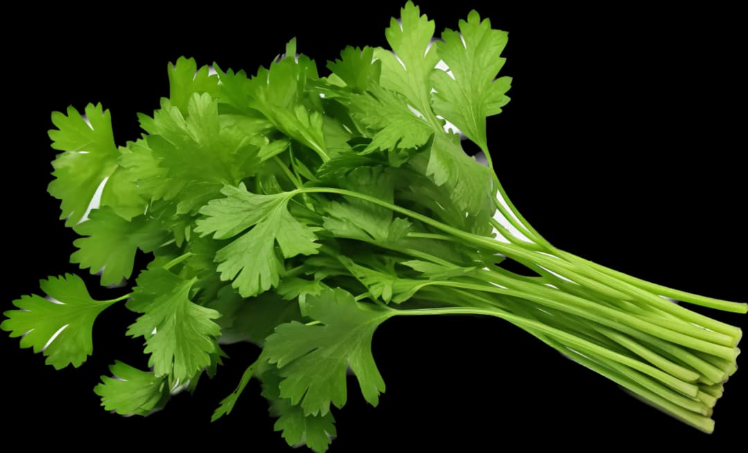 Cilantro